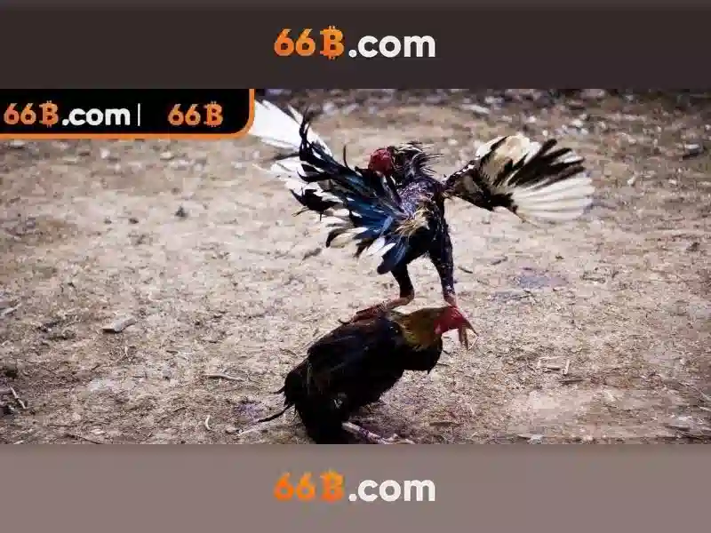 66b là gì và những điều cơ bản