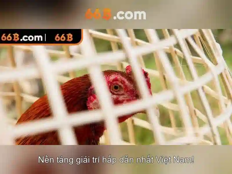 66b: một ký hiệu nhỏ mang nhiều ý nghĩa