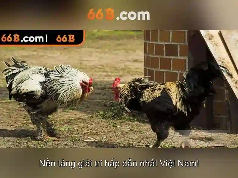 Ứng dụng và triển khai của 66B