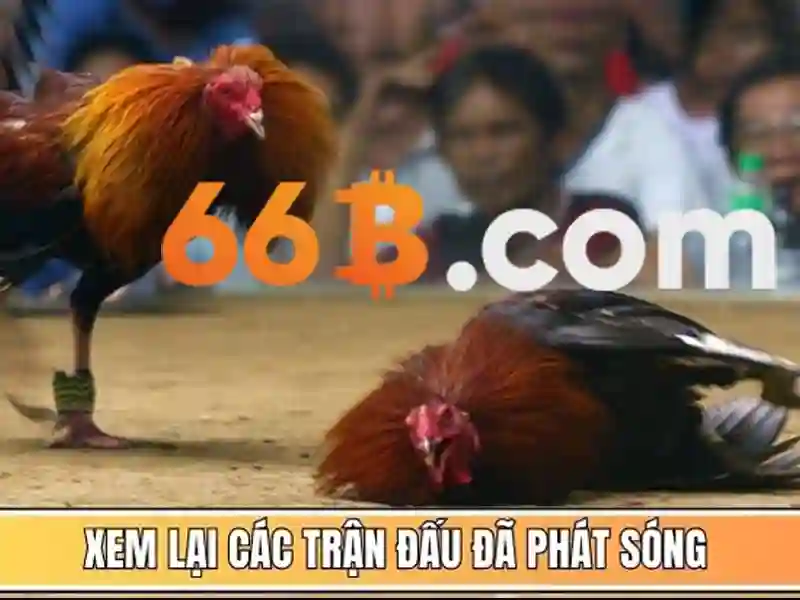 66b apk – Trải nghiệm và đánh giá toàn diện